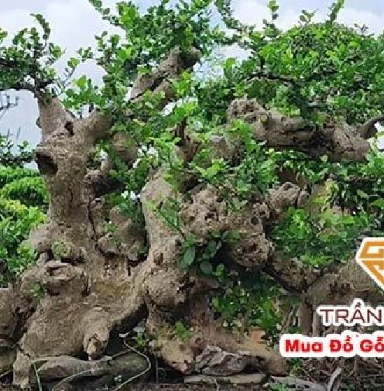 Cây Duối Cảnh Là Cây Gì Mà Được Giá Hàng Tỷ Đồng? Sự Thật Ít Ai Biết